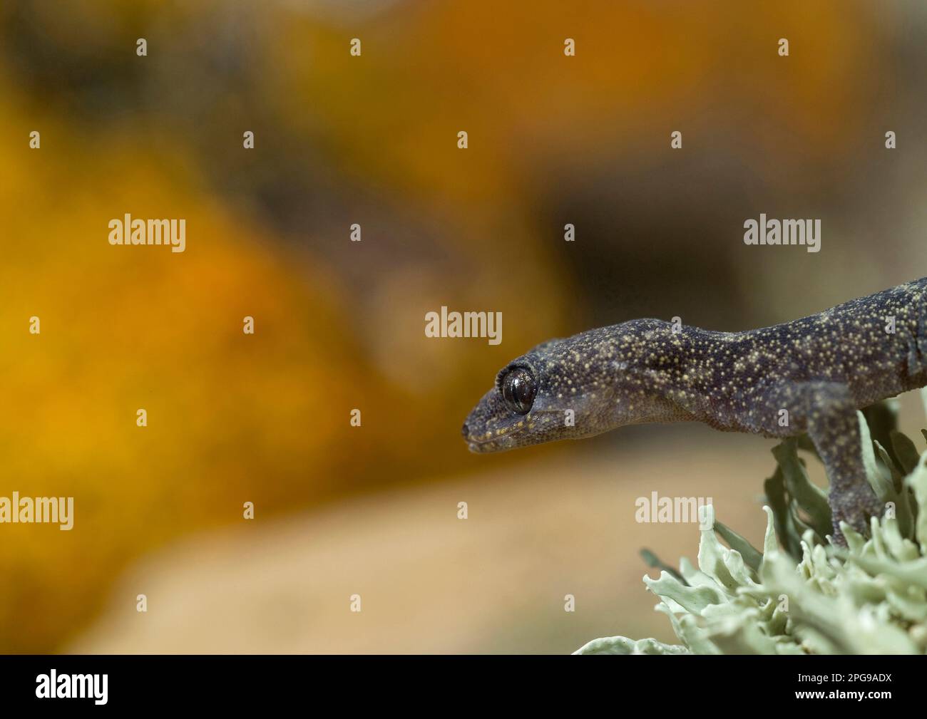 Tarantolino, europeo Gecko Phyllodactylus europaeus. Questo geco, la più piccola delle specie europee, è endemico della Corsica e della Sardegna Foto Stock