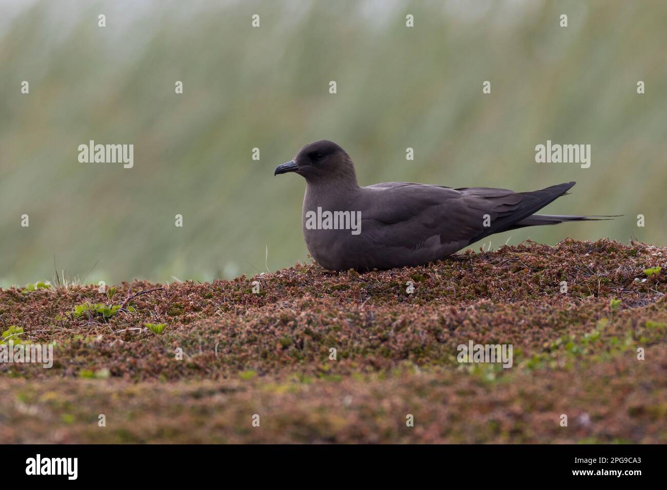 Schmarotzer-Raubmöwe, Schmarotzerraubmöwe, dunkle Morphe, Raubmöwe, Raubmöwen, Stercorarius parassiticus, Jaeger parassita, Skua artica, Skua parassita Foto Stock