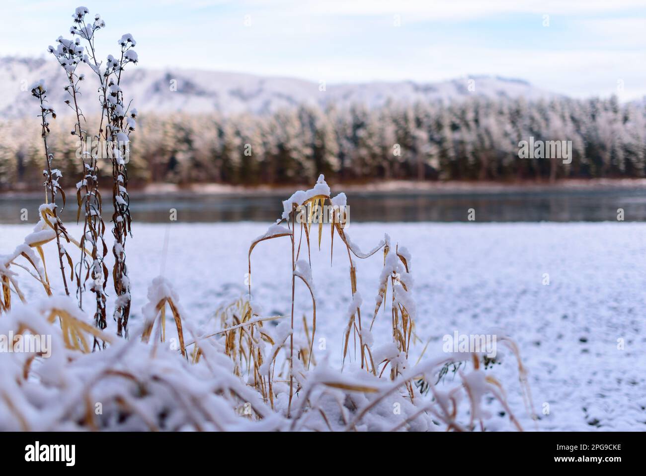 La prima neve cadde sull'erba della foresta e sulla riva in pietra vicino al fiume Katun, sulle montagne Altai in Siberia, al mattino. Foto Stock