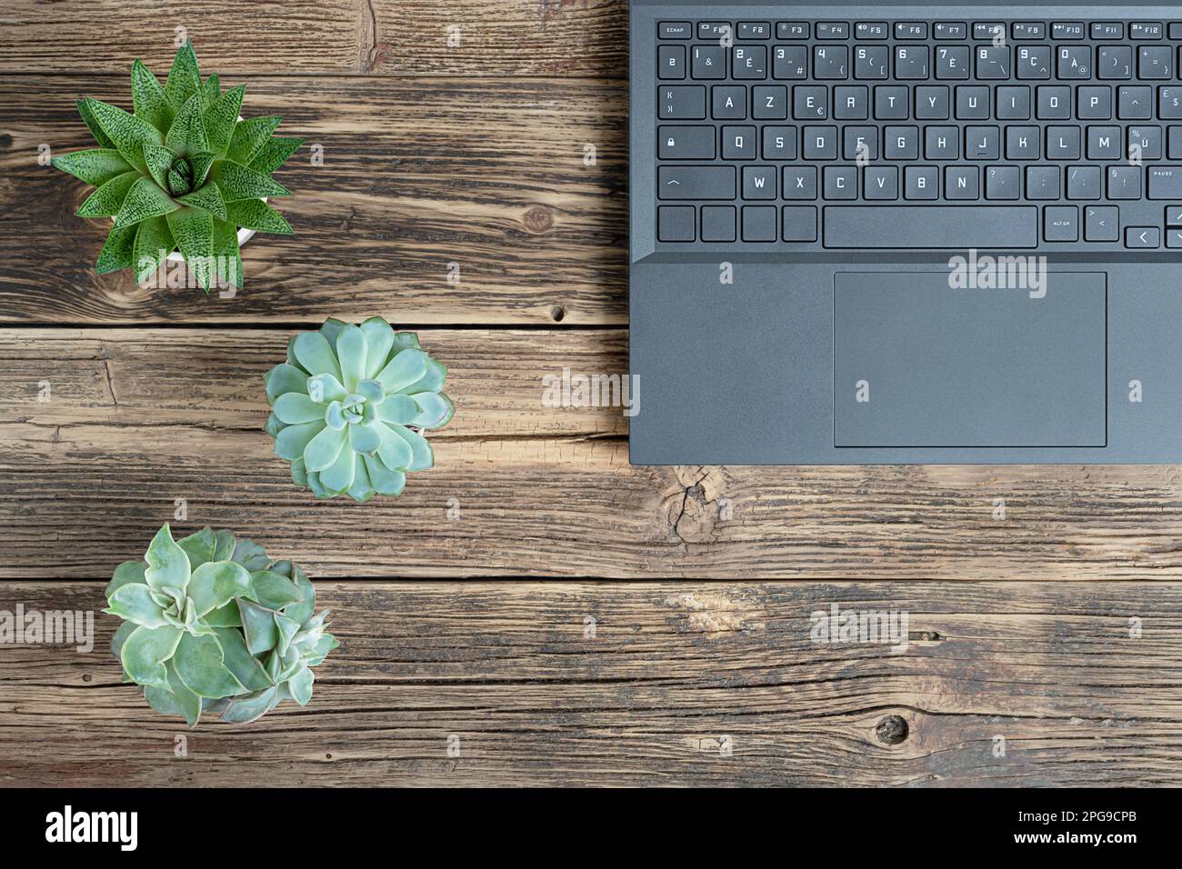 Un laptop su un tavolo di legno con piante domestiche succulente, il concetto di lavoro da casa, lavoro a distanza, formazione freelance e online, vista dall'alto con copia Foto Stock