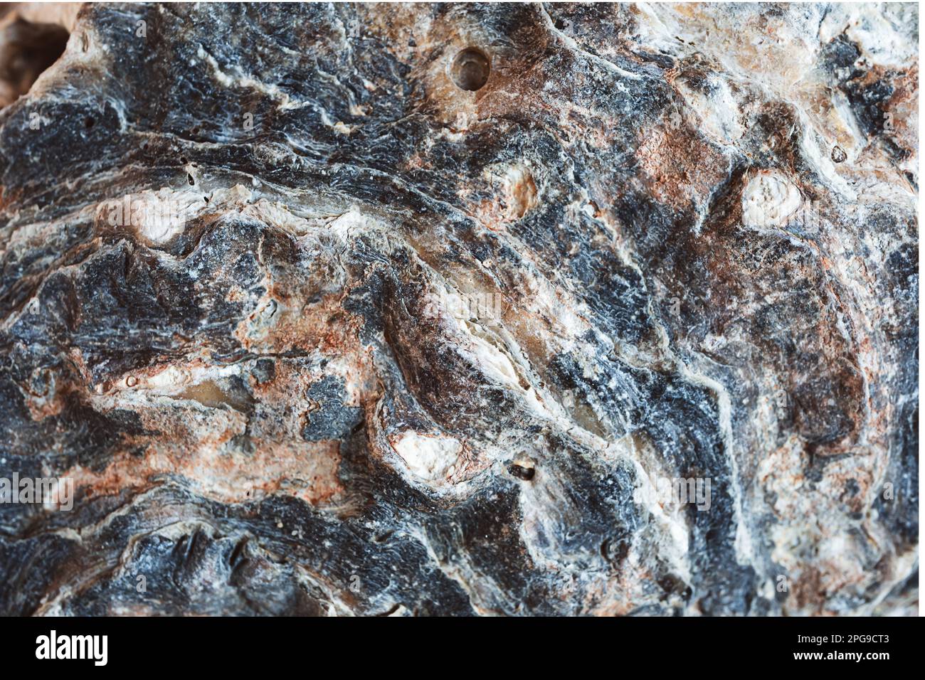 Macro shot di un guscio di ostrica come sfondo naturale, DOF poco profondo Foto Stock