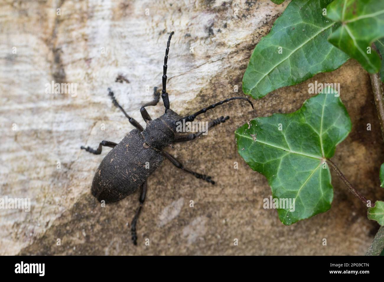 Weberbock, Weber-Bock, Schwarzer Weberbock, Lamia textor, Pachystola textor, Coleottero Weaver, le Lamie tisserand Foto Stock