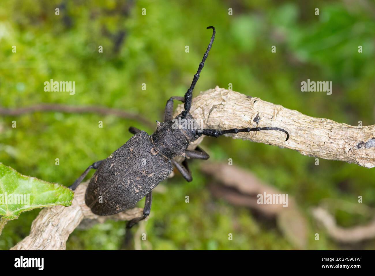 Weberbock, Weber-Bock, Schwarzer Weberbock, Lamia textor, Pachystola textor, Coleottero Weaver, le Lamie tisserand Foto Stock