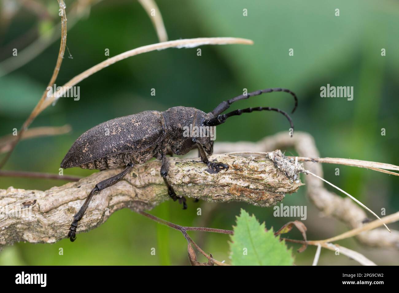 Weberbock, Weber-Bock, Schwarzer Weberbock, Lamia textor, Pachystola textor, Coleottero Weaver, le Lamie tisserand Foto Stock