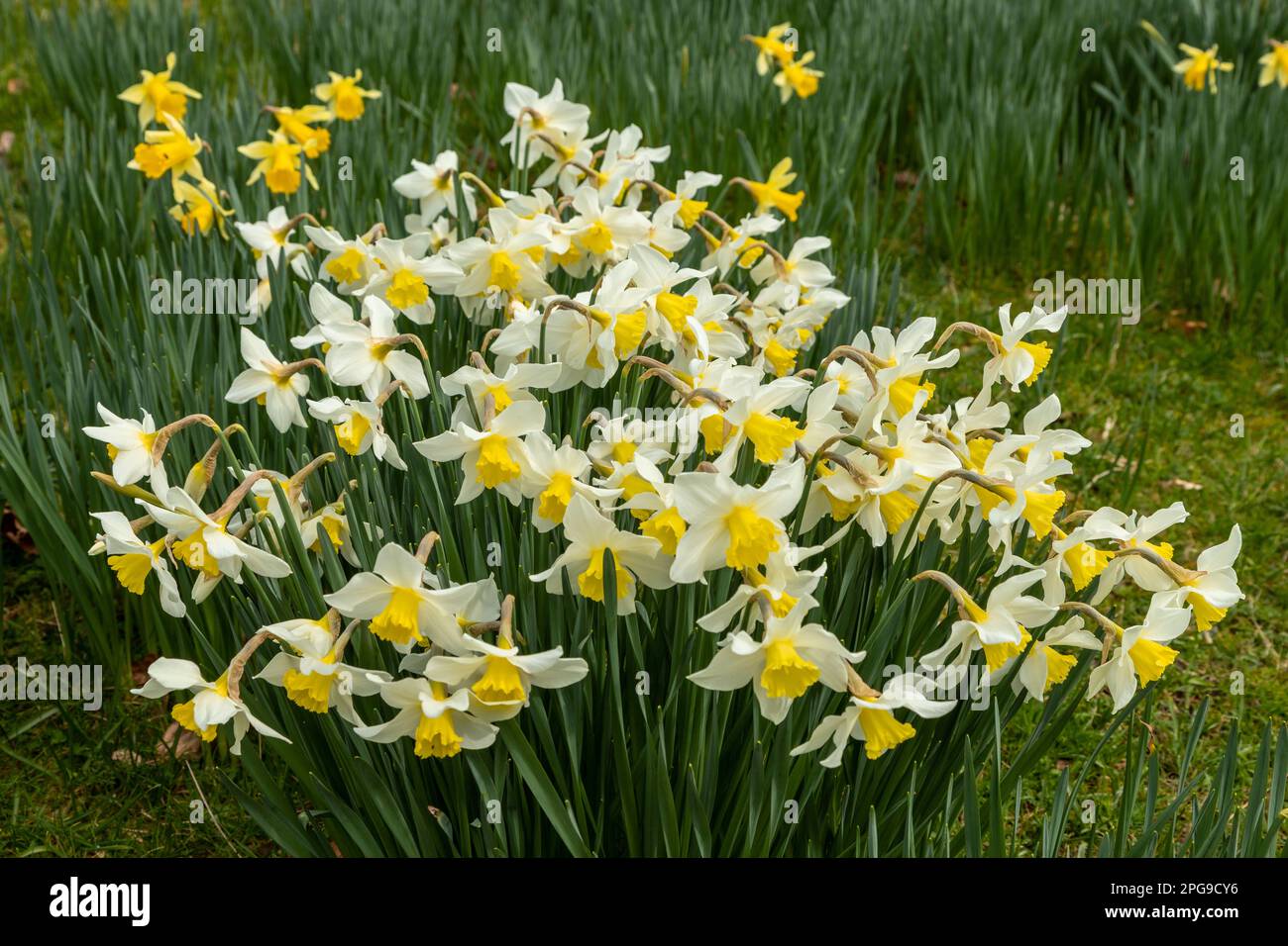Fioritura Daffodil fiori in primavera Foto Stock