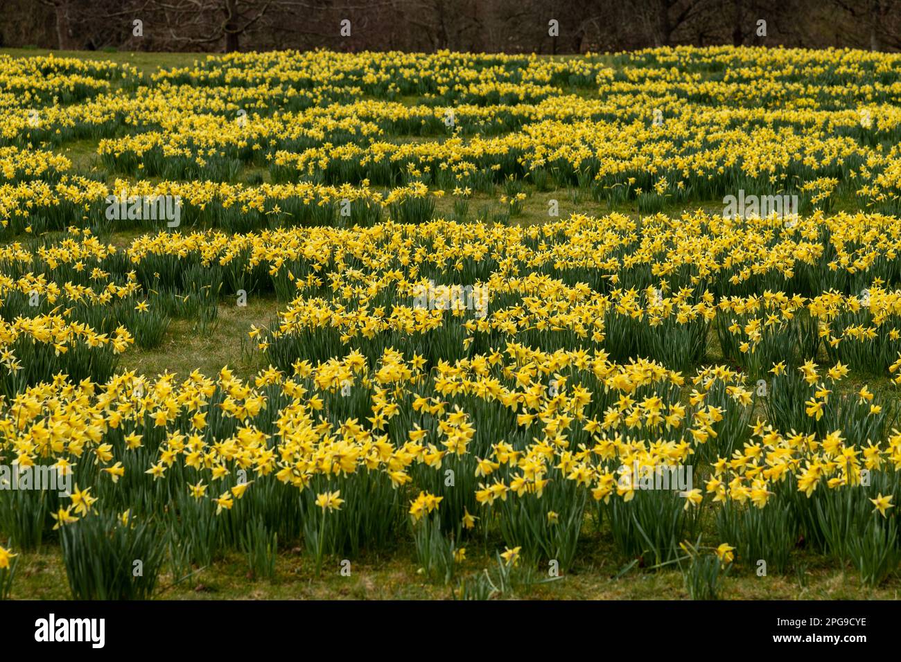Fioritura Daffodil fiori in primavera Foto Stock