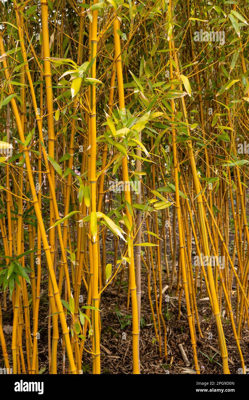 Golden Grove canne di bambù, Phyllostachys aureosulcata Foto Stock