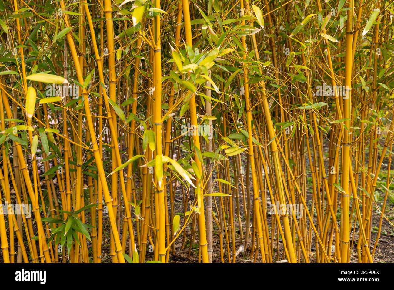 Golden Grove canne di bambù, Phyllostachys aureosulcata Foto Stock
