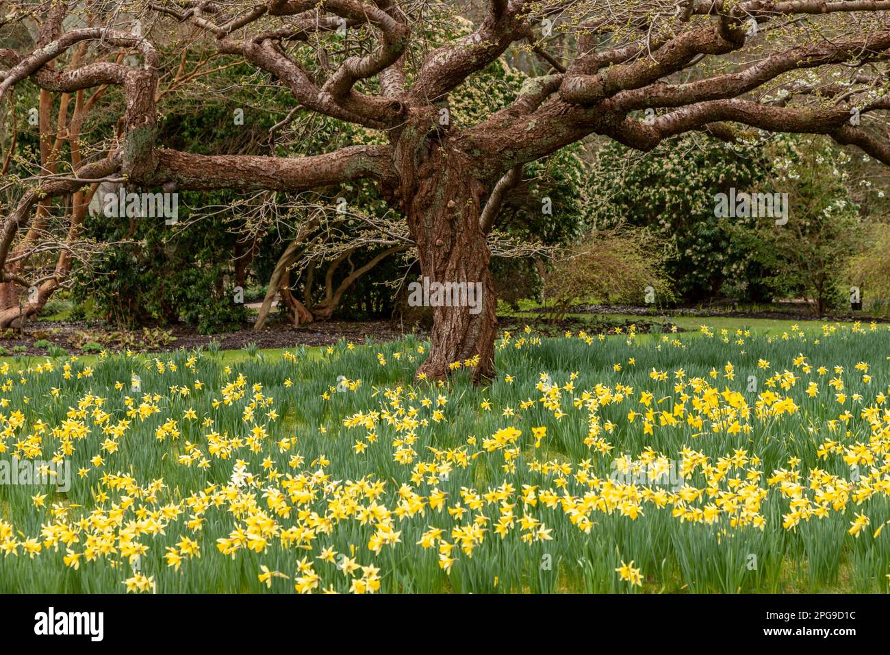Daffodil fiorisce in primavera con un antico albero stagionato Foto Stock