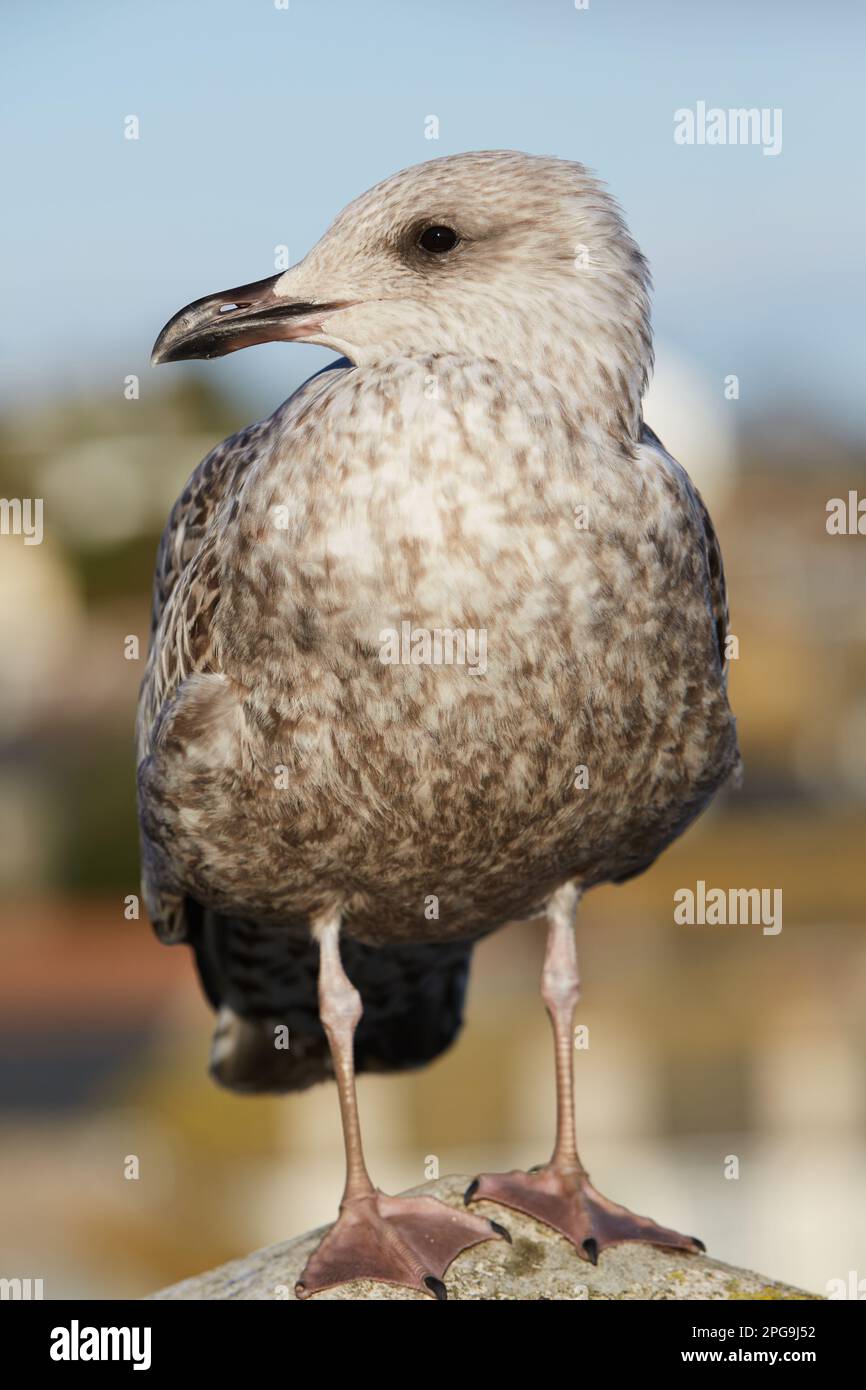 St Ives, UK - primo piano di gabbiano giovanile europeo di aringa (Larus argentatus), testa, occhi e becco Foto Stock