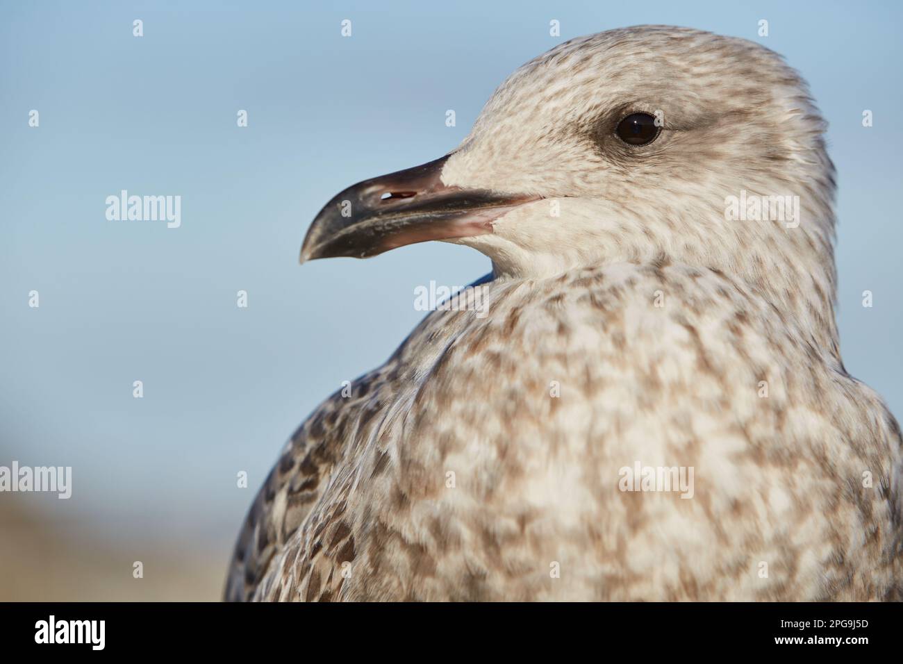St Ives, UK - primo piano di gabbiano giovanile europeo di aringa (Larus argentatus), testa, occhi e becco Foto Stock