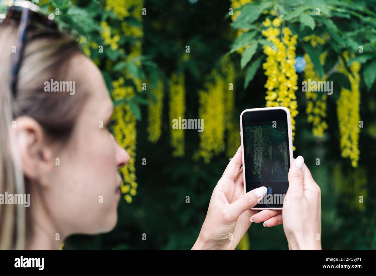 Una donna fotografa sul suo smartphone i fiori gialli della fioritura di Laburnum anagyroides o della pioggia dorata Foto Stock