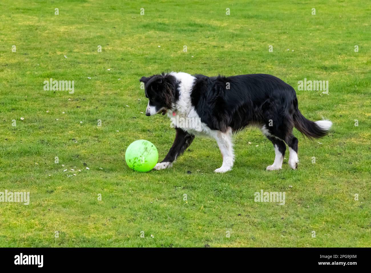 Confine maturo Collie cane giocare all'aperto con un calcio verde in un campo con erba corta. Foto Stock