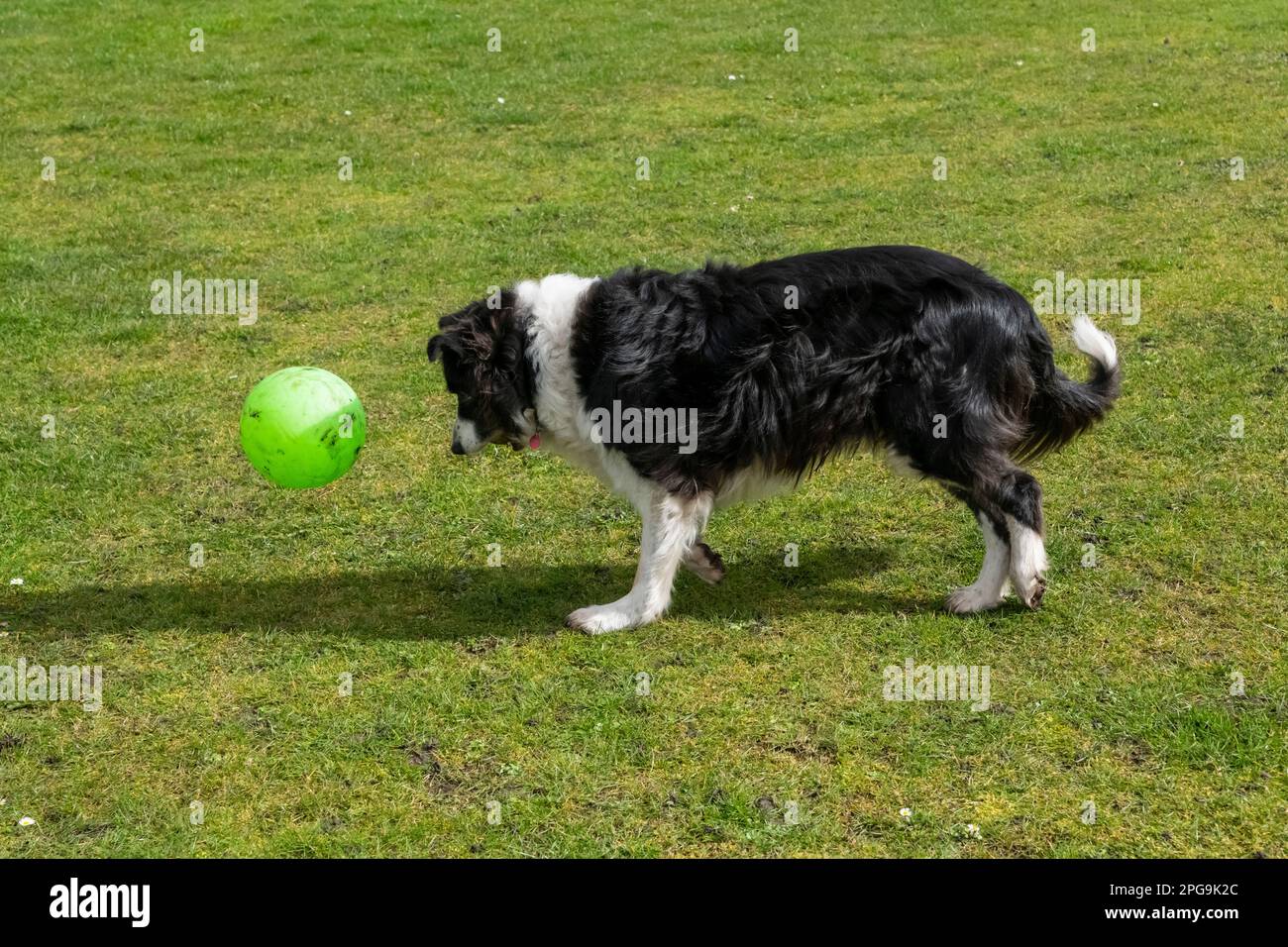 Confine maturo Collie cane giocare all'aperto con un calcio verde in un campo con erba corta. Foto Stock