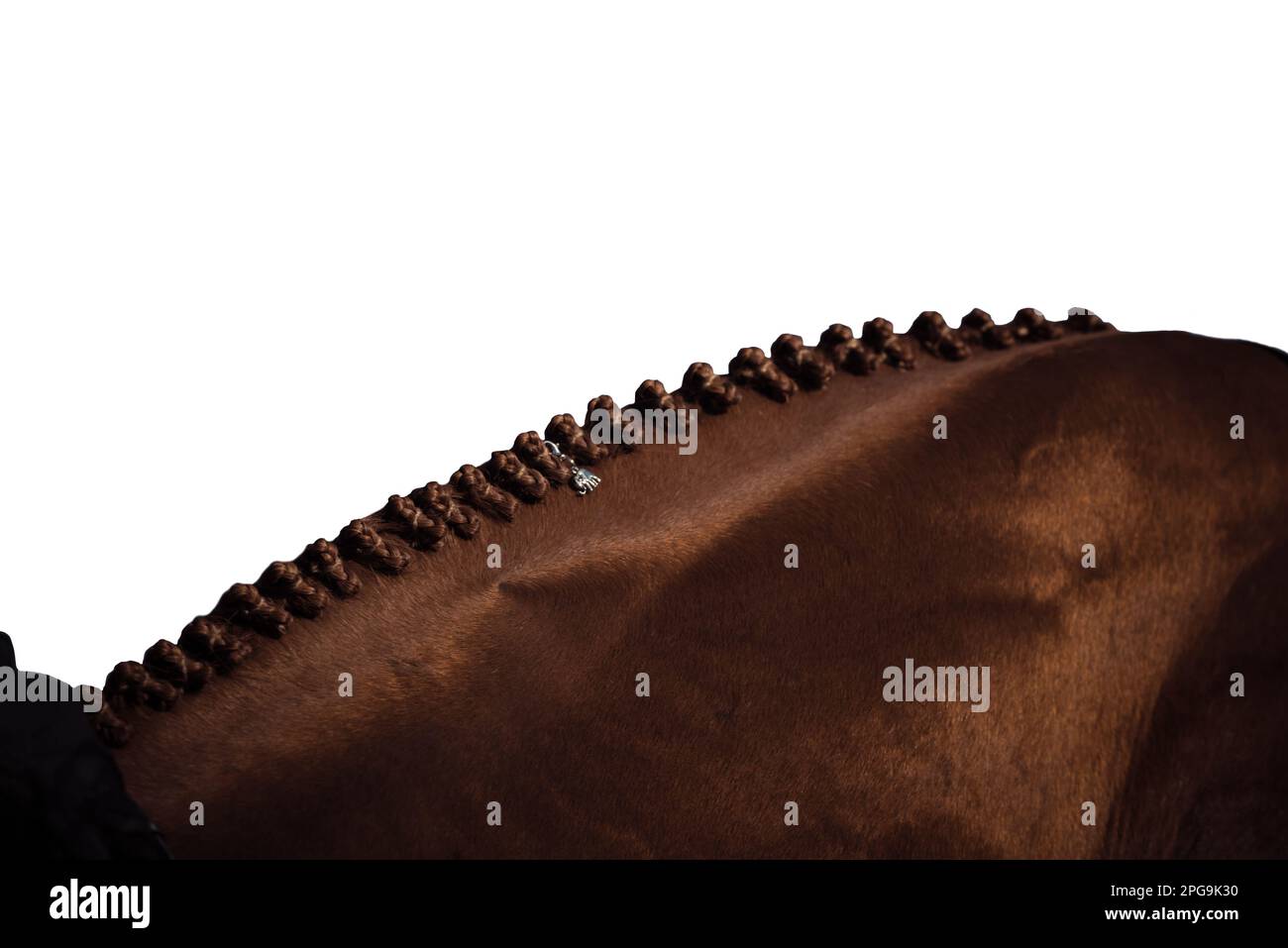 Chiave alta, sfondo bianco del pilota, nessun volto mostrato, e cavalli che gareggiano in una varietà di eventi con i piloti che indossano abbigliamento ombelico. Foto Stock