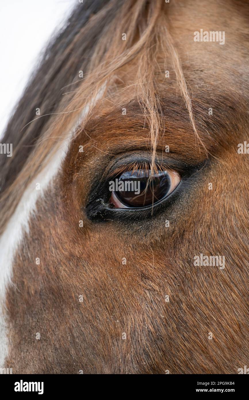 Primo piano dell'occhio di un pony di castagno con i capelli del forlock che cadono sopra la palpebra. Foto Stock