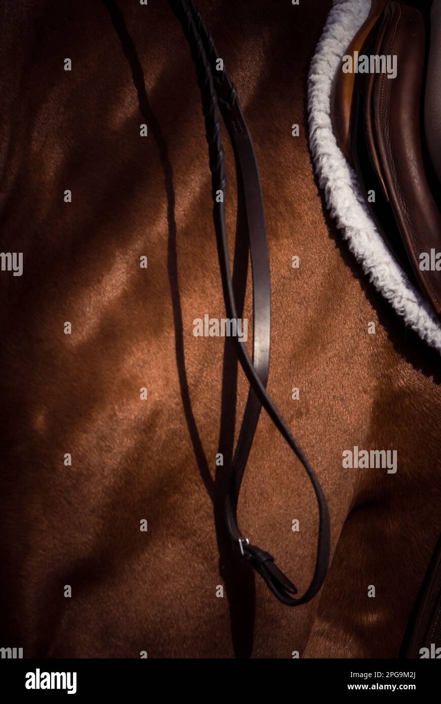 Chiave alta, sfondo bianco del pilota, nessun volto mostrato, e cavalli che gareggiano in una varietà di eventi con i piloti che indossano abbigliamento ombelico. Foto Stock