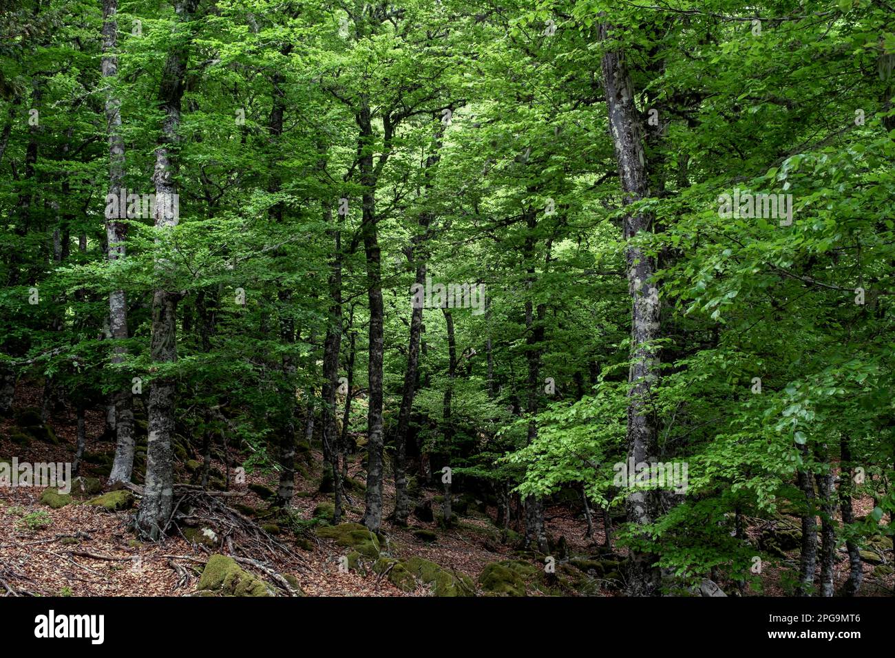 Faggio europeo (Fagus sylvatica) alberi con fogliame verde fresco, foresta atlantica a foglia larga in primavera Foto Stock