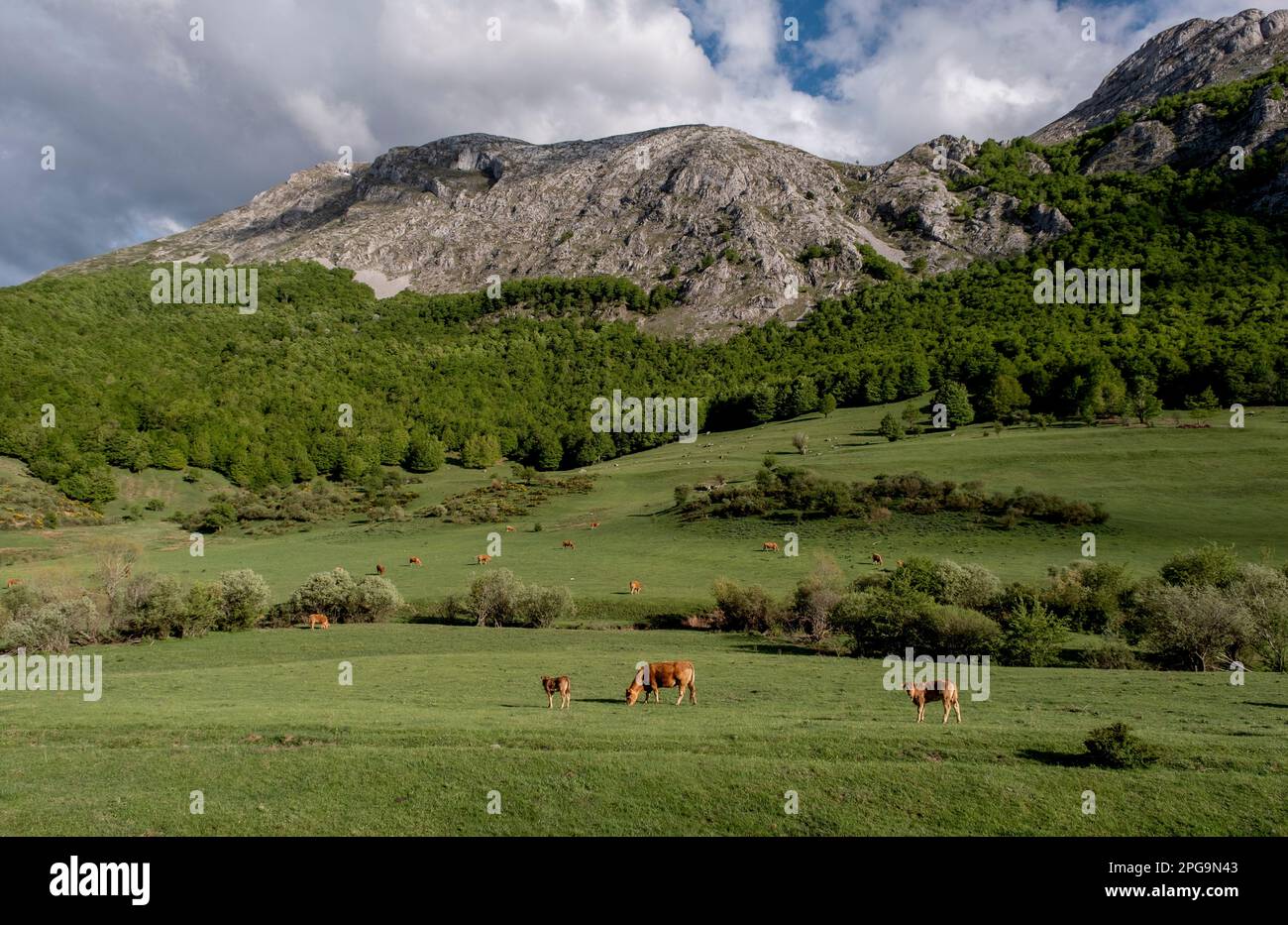 Bestiame pascolo all'aperto in un verde prato di montagna Foto Stock