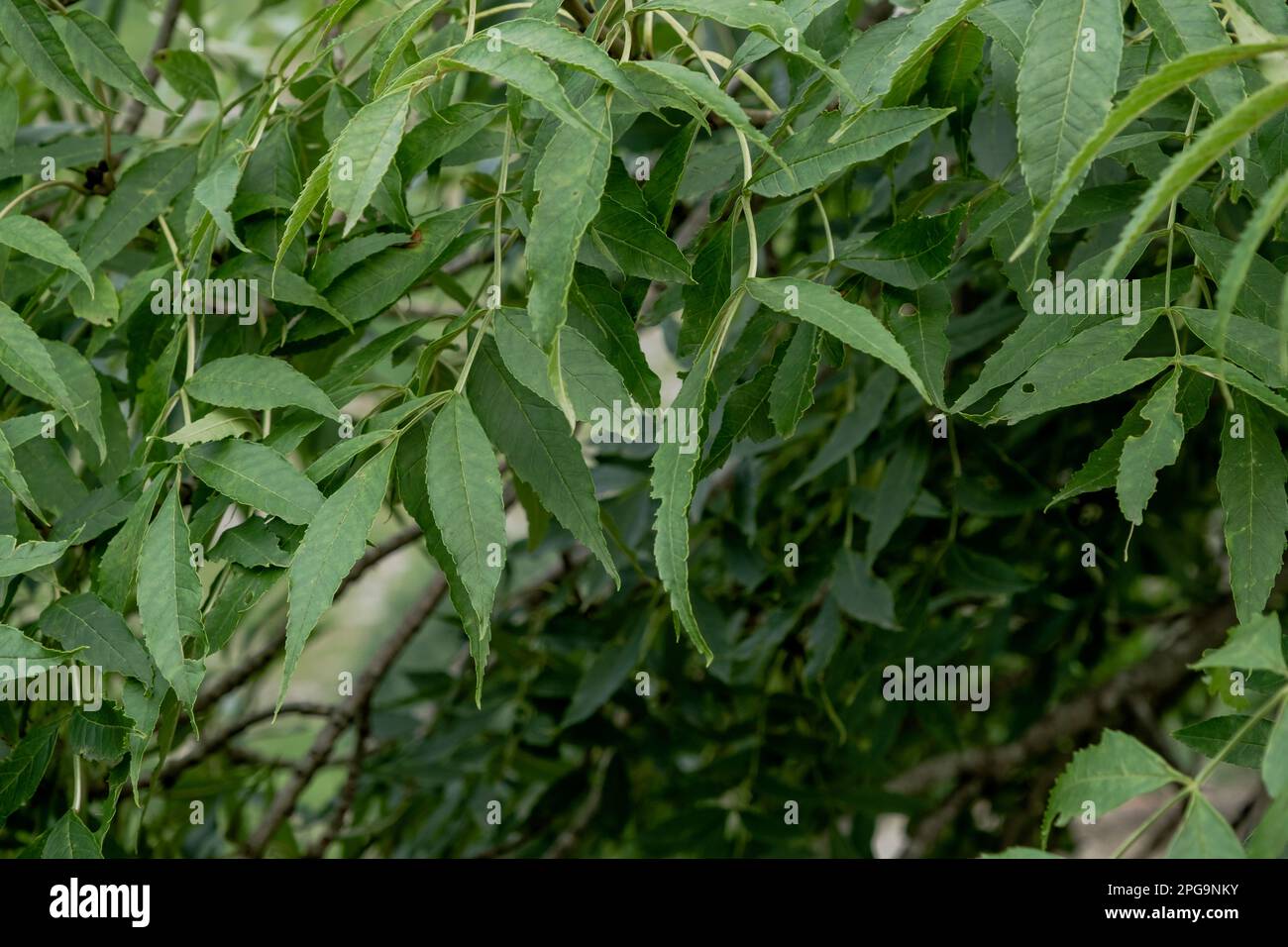 Fogliame verde di frassino a foglia stretta (Fraxinus angustifolia) Foto Stock