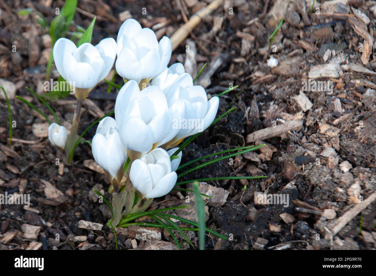 Croci bianchi che crescono sul terreno all'inizio della primavera. Fiori primaverili fioriscono in giardino. Messa a fuoco selettiva. Foto Stock