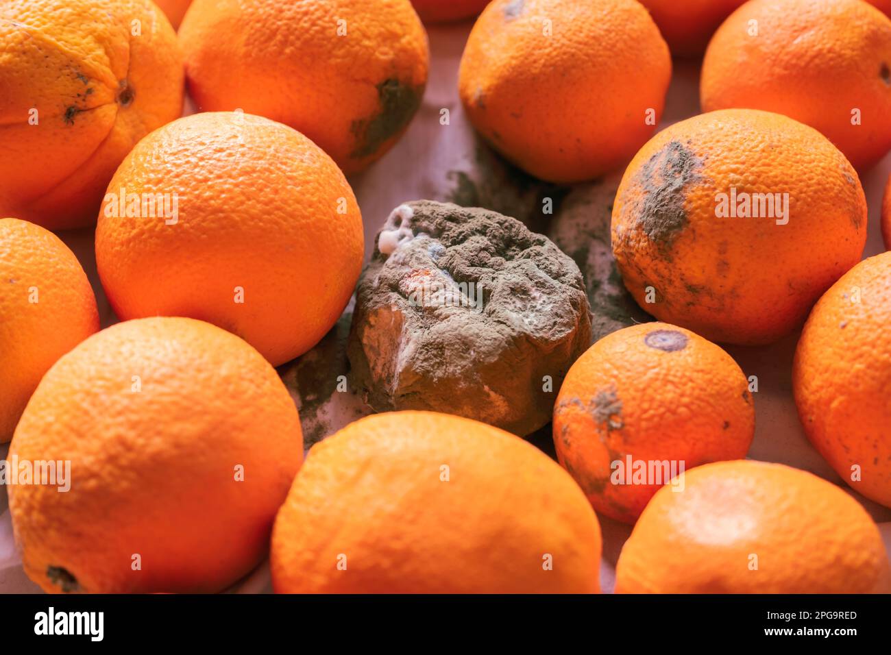Un arancio marcio e ammuffito e molte arance mature che si allontanano da esso. Foto Stock