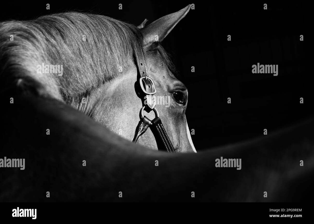 Tasto basso, sfondo nero con spazio per testo fotografico equino artistico per uso commerciale. Foto Stock