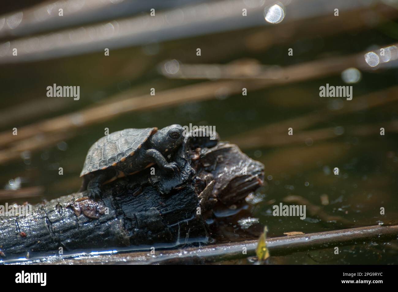 tartaruga palustre; fiume sele, oasi wwf di persano, serre, salerno, campania, italia Foto Stock