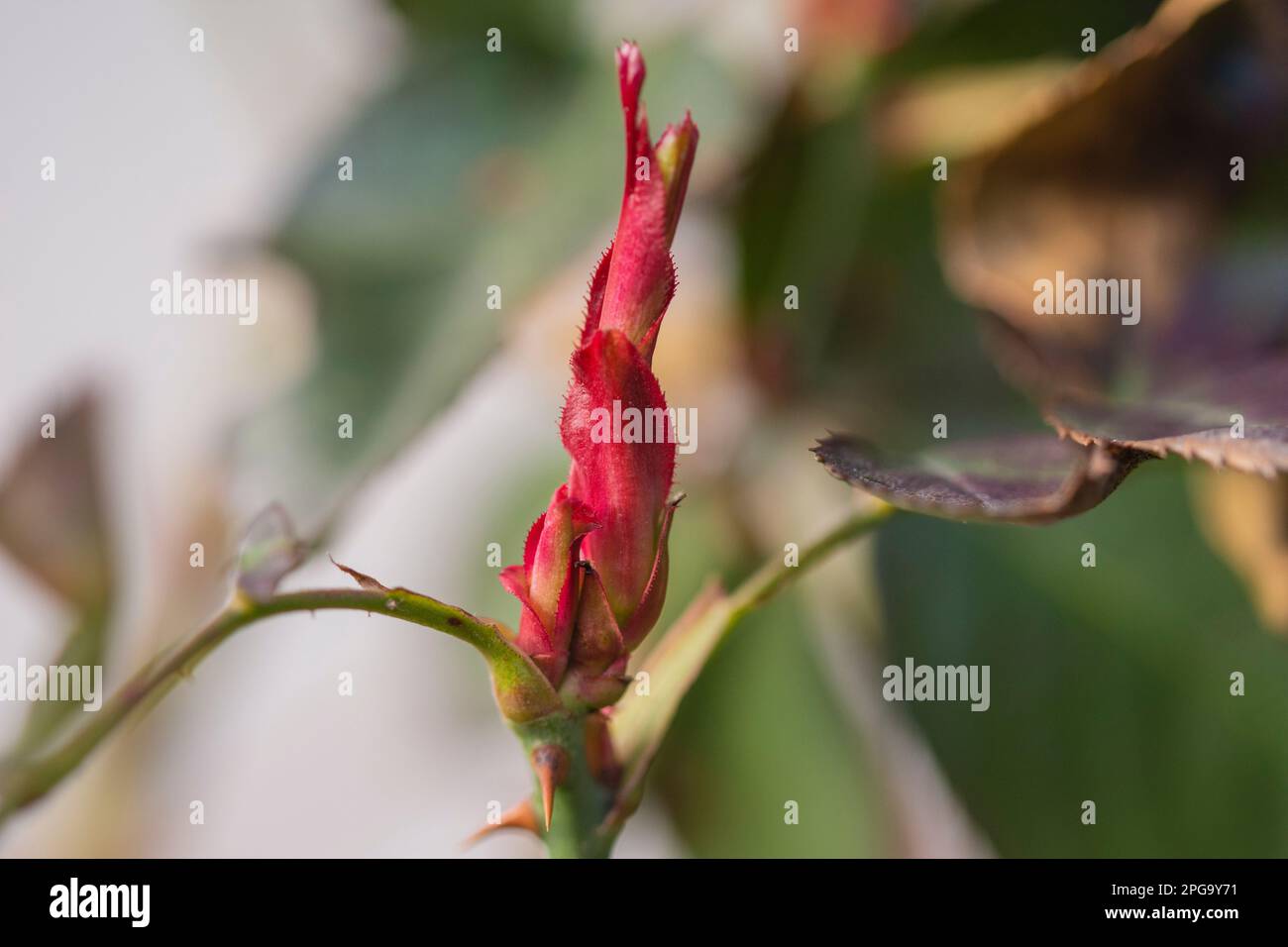 Rose e le loro germogli giovanissime all'inizio della primavera in una giornata calda e soleggiata in ingrandimento fotografico e primo piano. Foto Stock