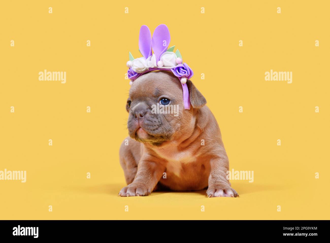 Cucciolo di cane Bulldog francese vestito come coniglietto pasquale con archetto di coniglio con fiori su sfondo giallo Foto Stock