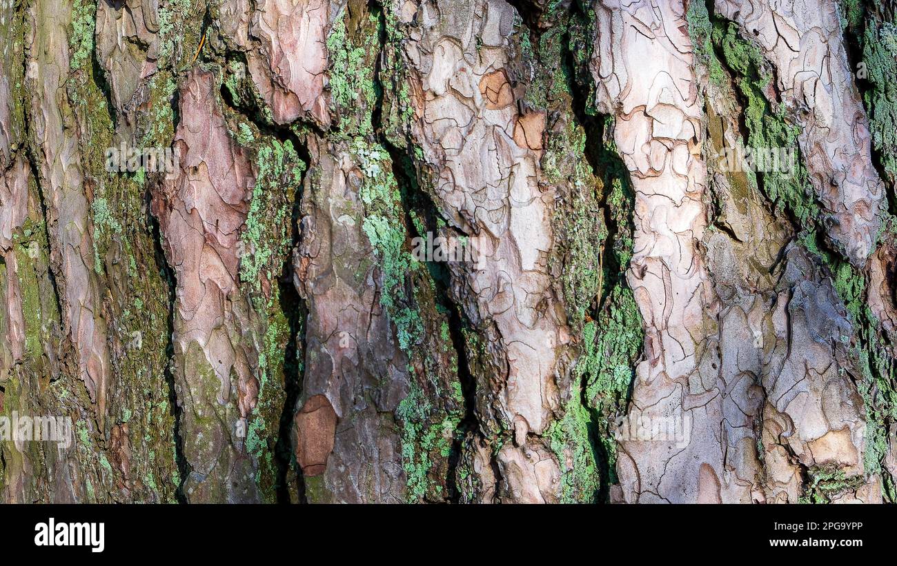Corteccia di pino. Sfondo in legno naturale. Primo piano Foto Stock