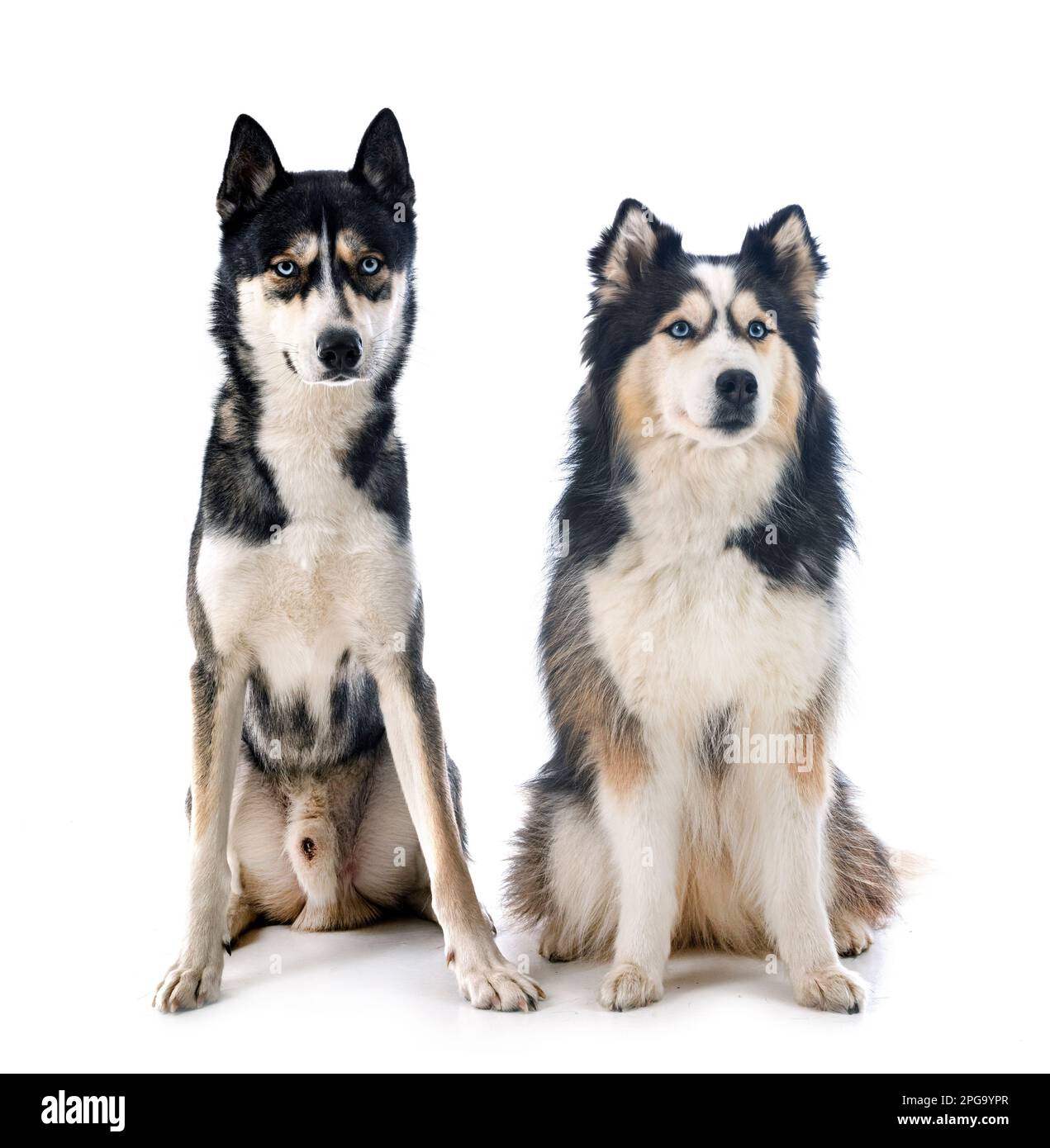 Giovani Huskies siberiani di fronte a sfondo bianco Foto Stock