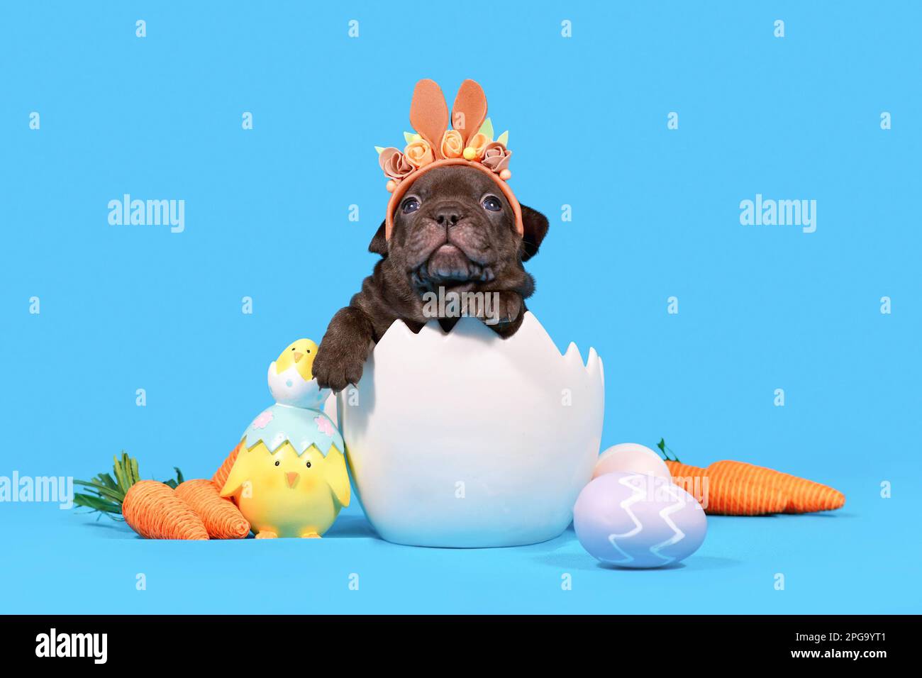 Cucciolo di cane Bulldog francese nero con orecchie di coniglio pasquale con seduta in guscio d'uovo su sfondo blu Foto Stock