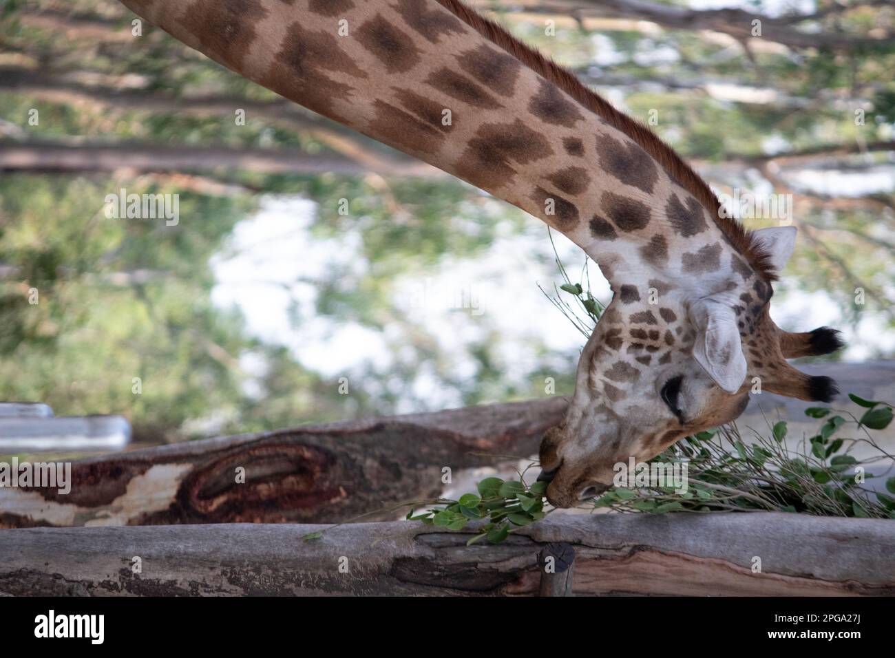 giraffa al parco nazionale di Bannerghatta, Bangalore, in piedi nello zoo. foresta Riserva Naturale santuari in Karnataka India Foto Stock