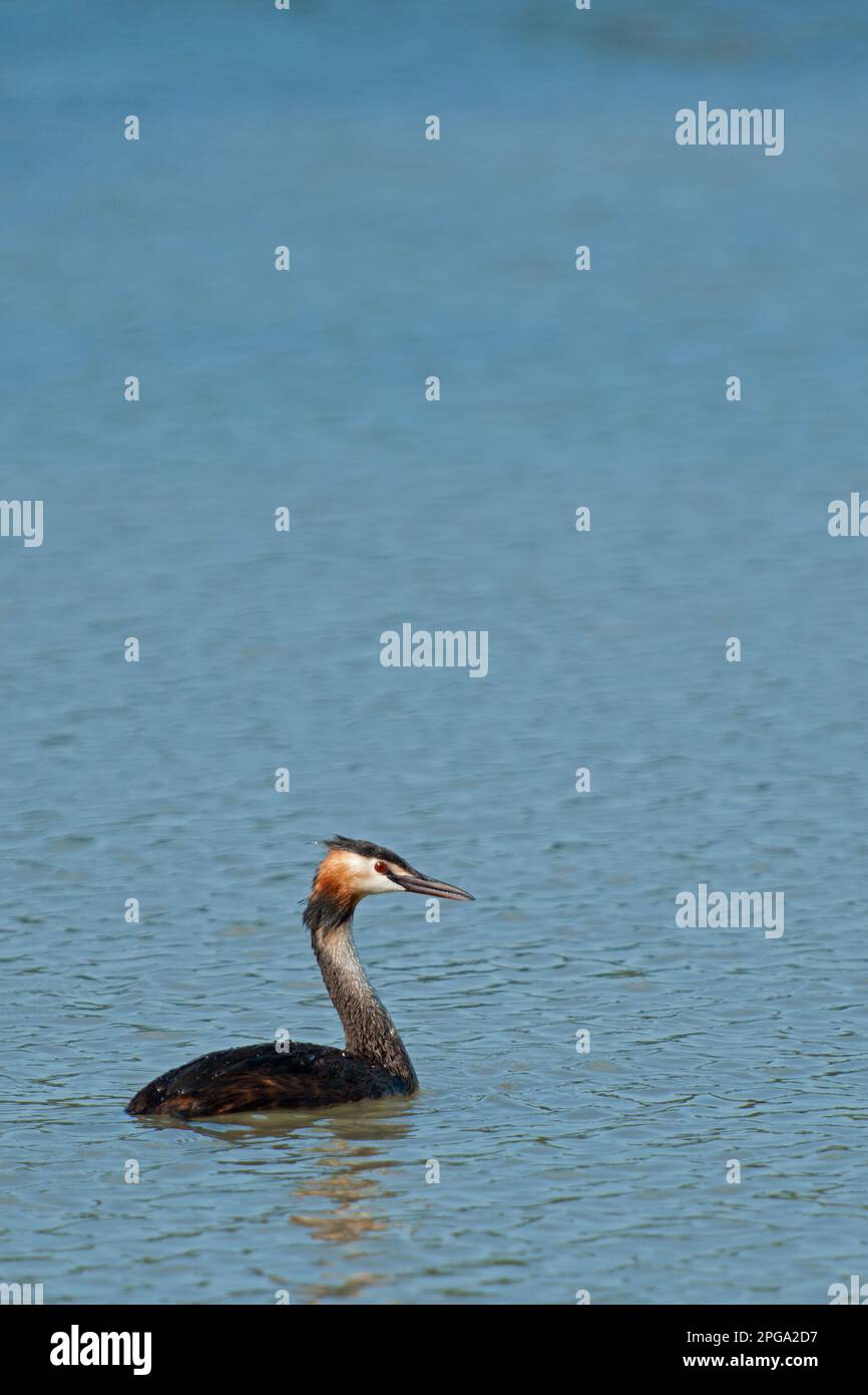 svasso maggiore, fiume sele, oasi wwf di persano, serre, salerno, campania, italia, Foto Stock