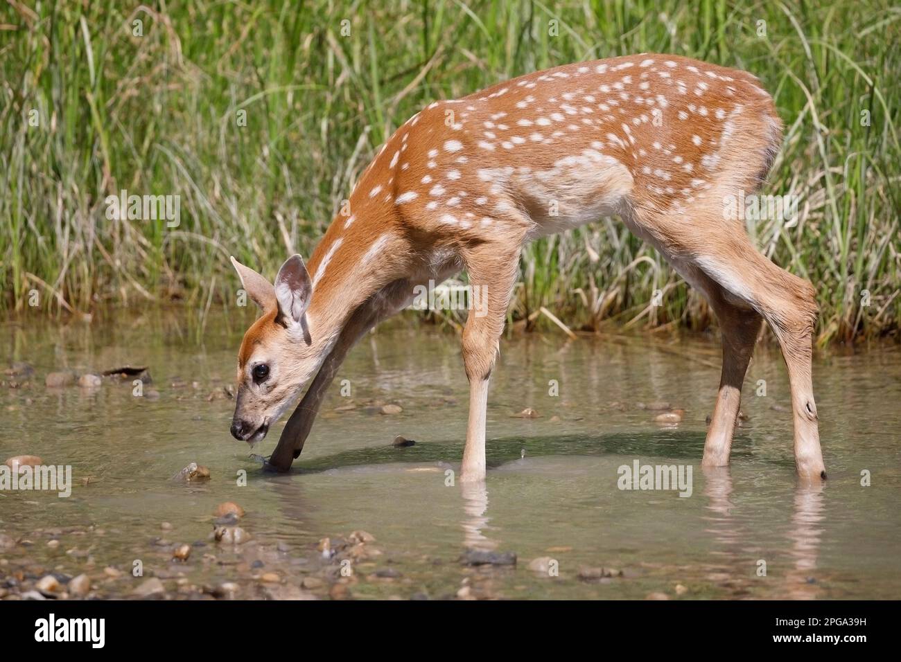 Acqua potabile giovane di capriolo bianco dalla coda bianca proveniente dal ruscello del Fish Creek Provincial Park, Calgary, Alberta, Canada. (Odocoileus virginianus) Foto Stock