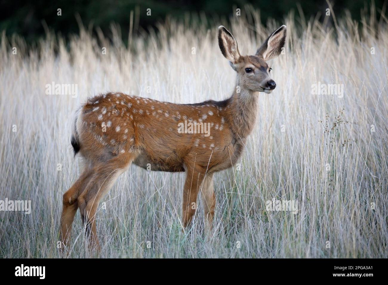 Mule Deer fawn in piedi in campo di erba alta. (Odocoileo hemionus) Foto Stock