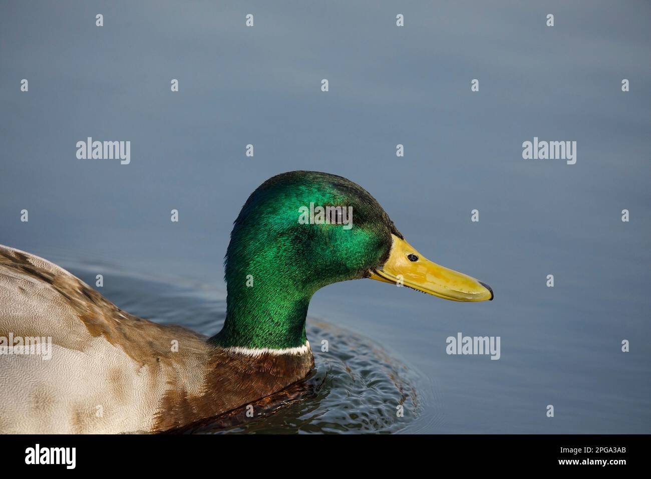 Mallard anatra maschio primo piano di testa verde lucido a Prince's Island Park, Calgary, Alberta, Canada. (ANAS platyrhynchos) Foto Stock