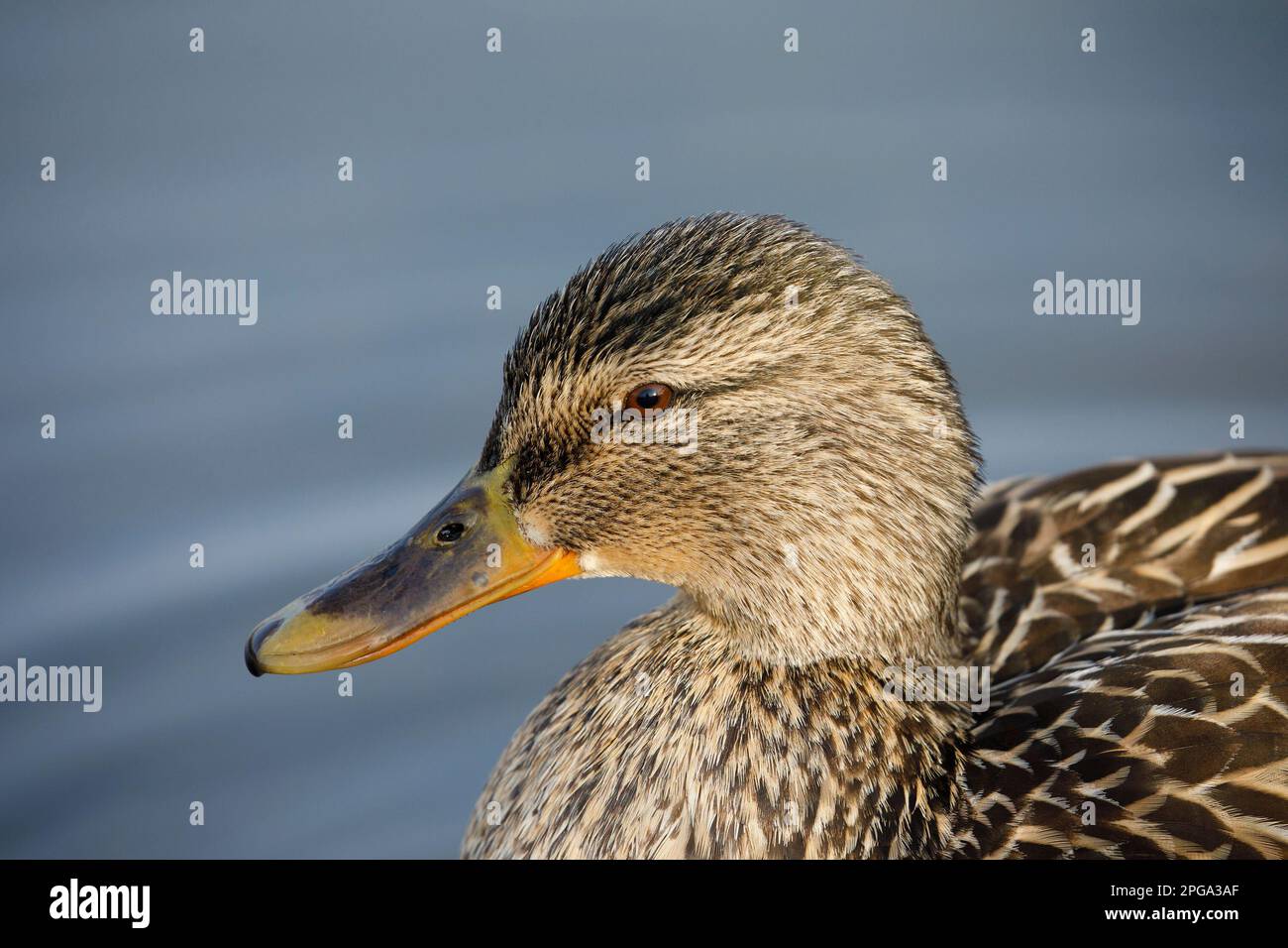 Mallard anatra ritratto femminile di viso e testa da vicino al Prince's Island Park, Calgary, Alberta, Canada. (ANAS platyrhynchos) Foto Stock
