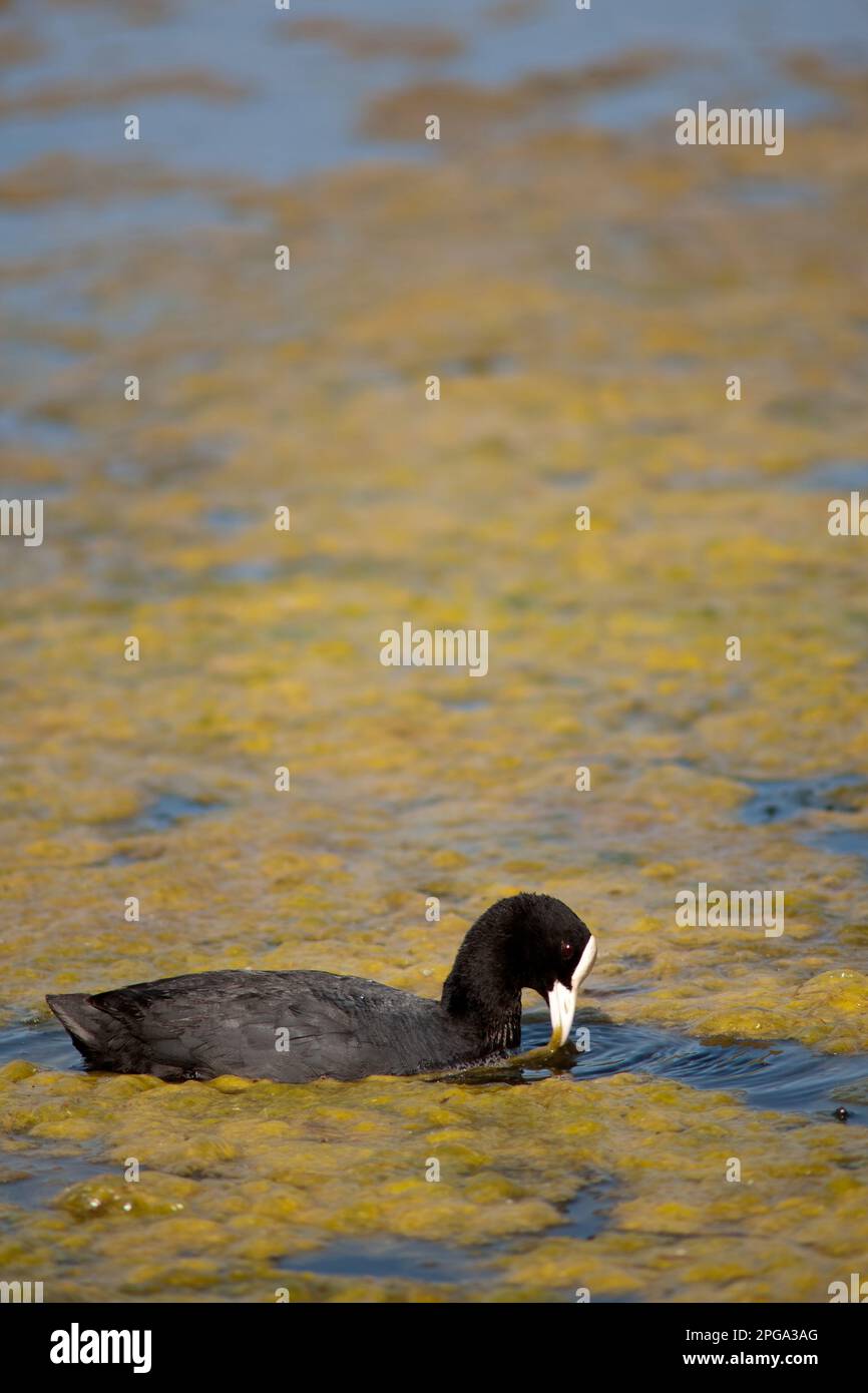 folaga, fiume sele, oasi wwf di persano, serre, salerno, campania, italia, Foto Stock