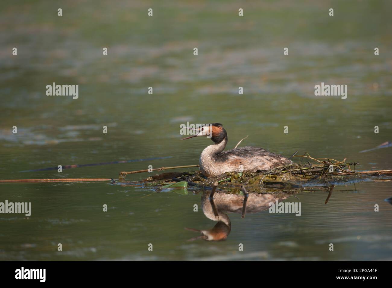 svasso maggiore, fiume sele, oasi wwf di persano, serre, salerno, campania, italia, Foto Stock