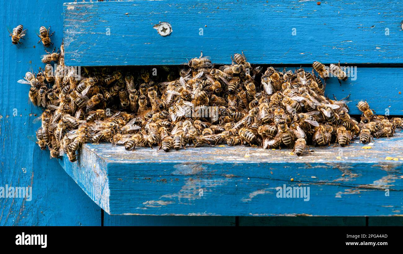 Sciame api. Molte api sulla superficie dell'alveare in primavera Foto Stock