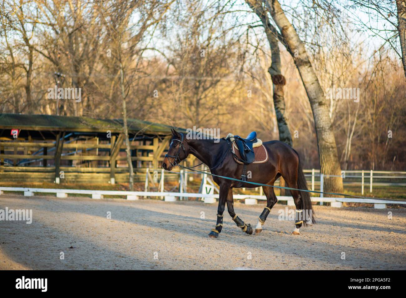 Un giovane cavallo viene guidato sapientemente lungo una pista durante il tramonto Foto Stock