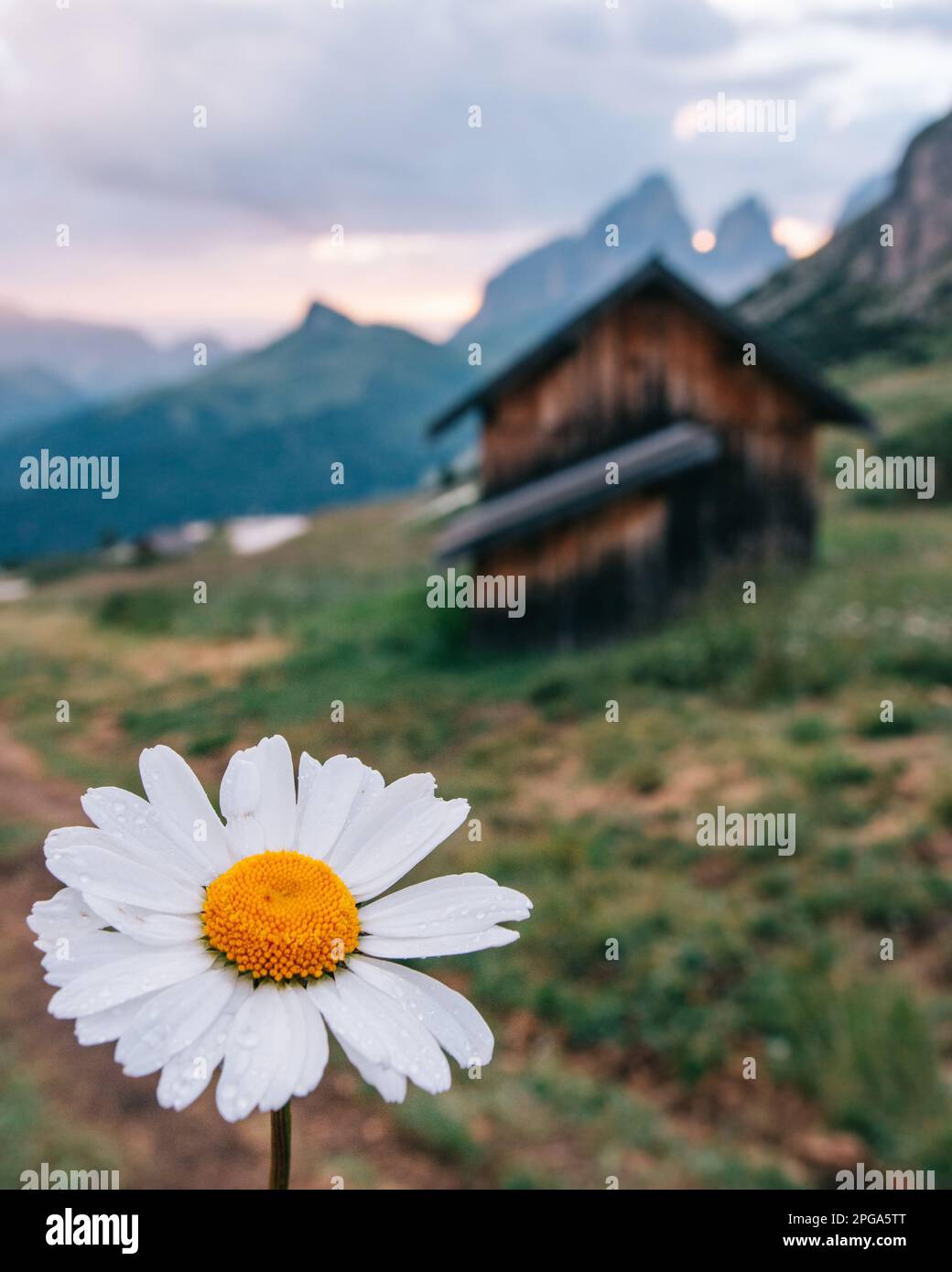 Fiore daisy contro una serena scena alpina di montagna. Accogliente cabina in legno nel soffuso bagliore del sole della mattina presto, che porta calore e pace al paesaggio Foto Stock