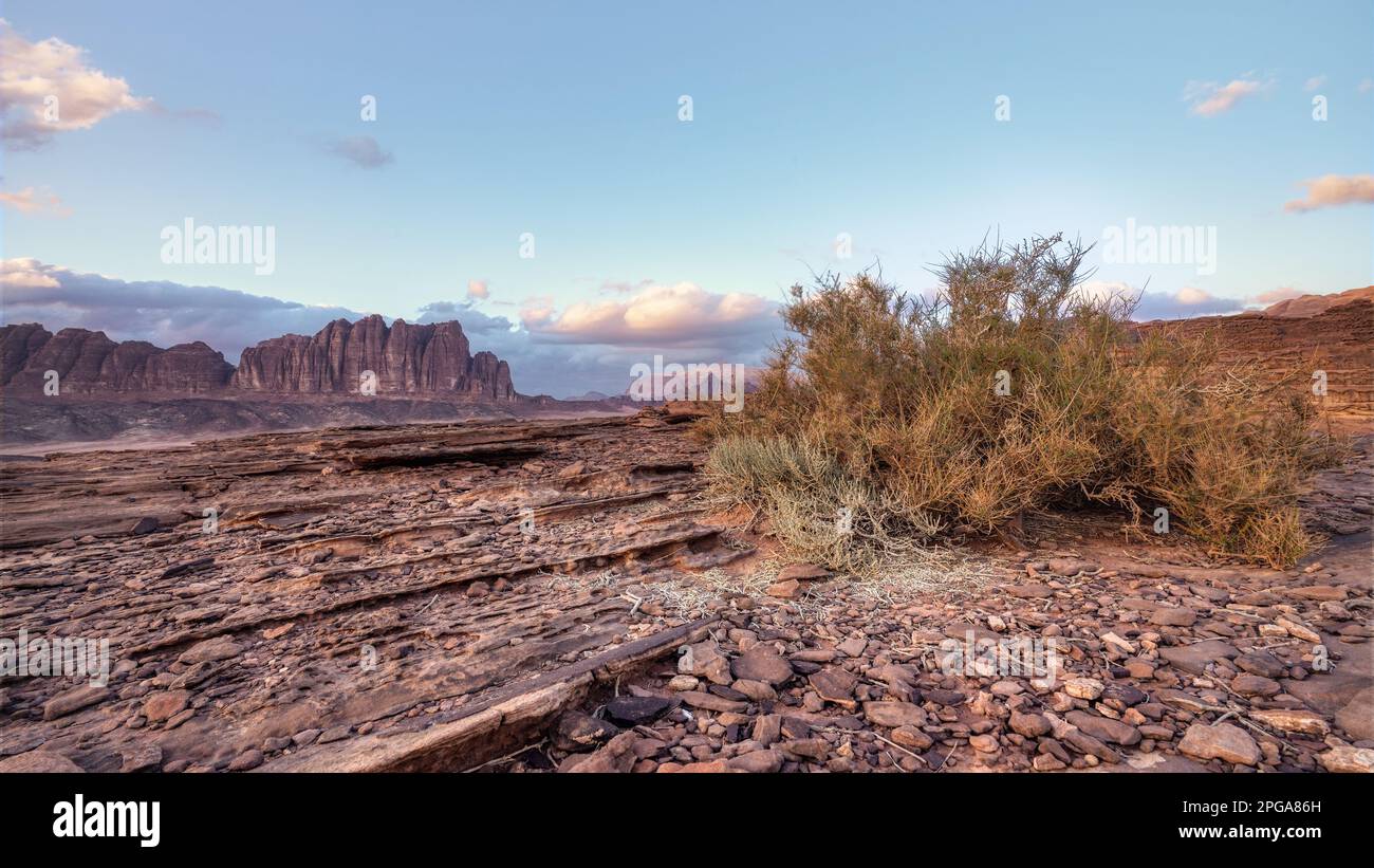 Scenario roccioso nel deserto di Wadi Rum, piccoli cespugli in primo piano, montagne sullo sfondo Foto Stock