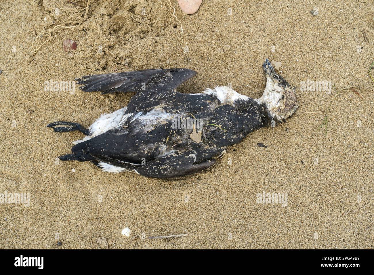 Uccello del Mar morto a Snettisham Beach, Norfolk, Regno Unito. Foto Stock
