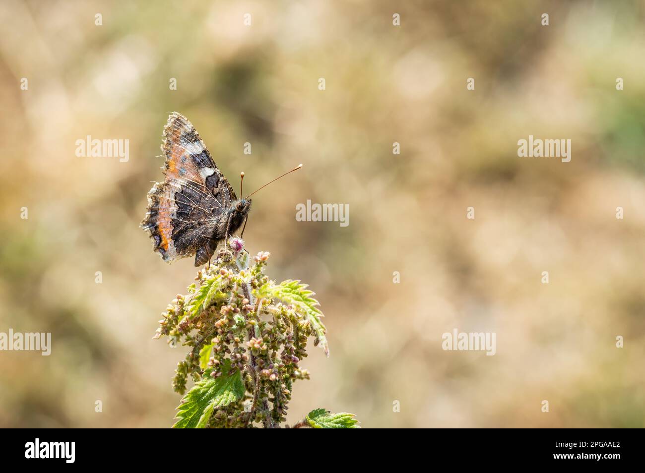 Piccola farfalla di Tortoiseshell su un ortica con le sue ali verso l'alto Foto Stock
