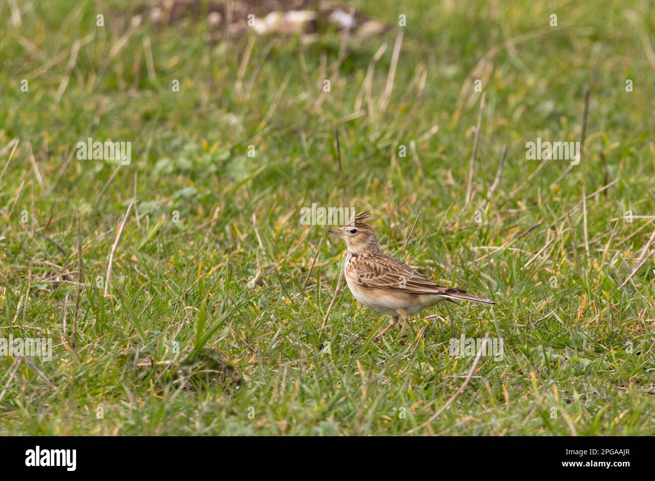 Skylark Alauda arvensis, le parti superiori marroni sabbiose striate più palpitano sotto con cresta striata su prato erboso in primavera uk formato paesaggio Foto Stock