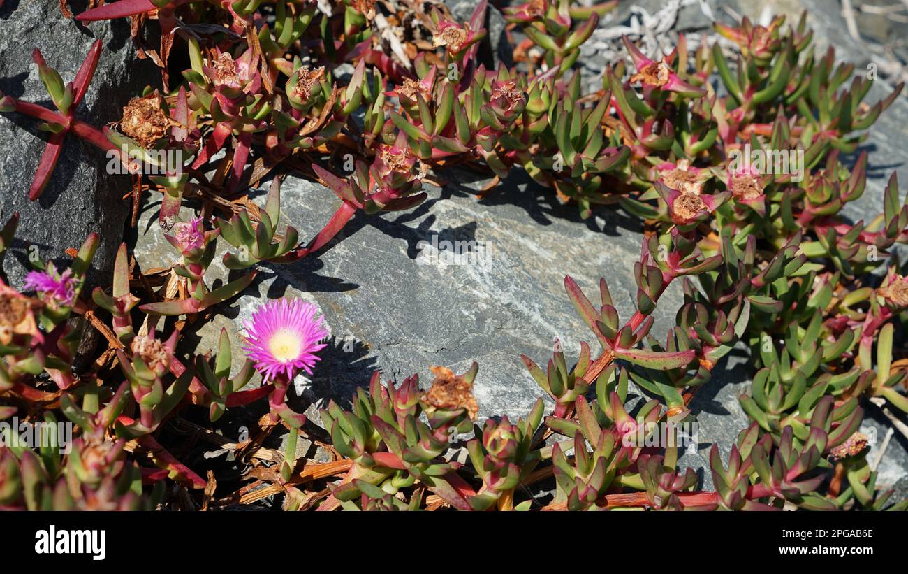Faccia di maiale succulente che cresce su una roccia grigia Foto Stock
