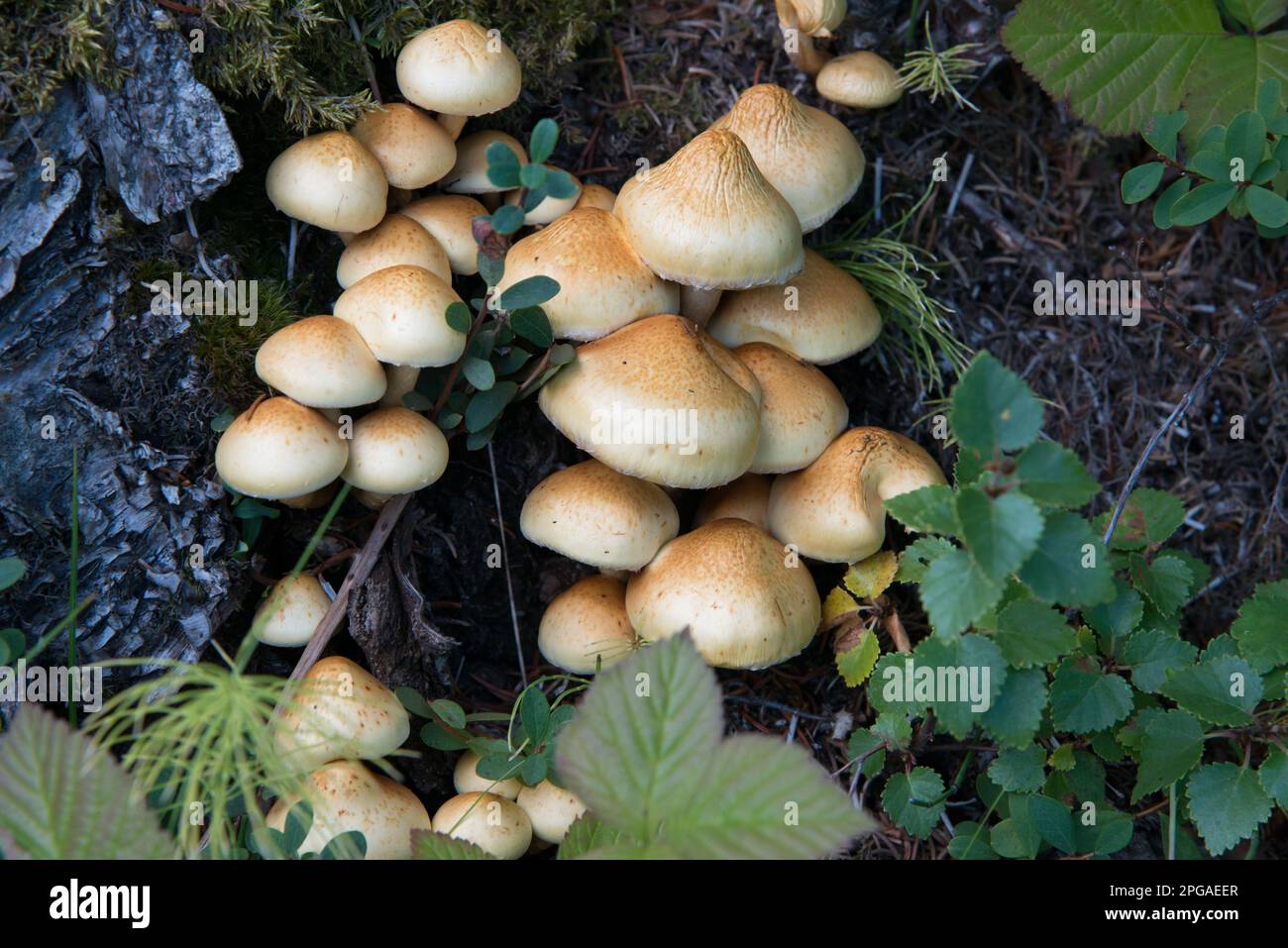 Funghi in una foresta umida. Islanda. Europa Foto Stock